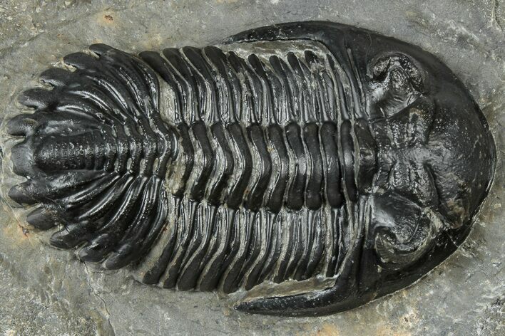 Detailed Hollardops Trilobite Fossil - Ofaten, Morocco #310573